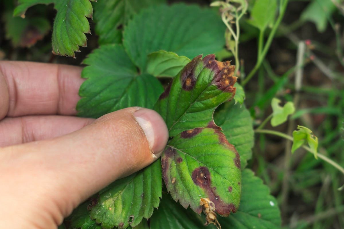 Botrytis en fresas