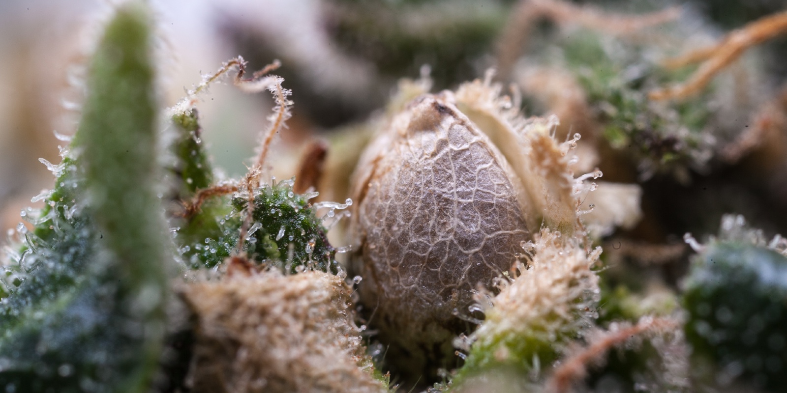 Alles, was man über reguläre Hanfsamen und das Sexing von Pflanzen wissen  sollte - Humboldt Seeds