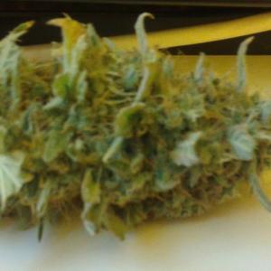 Photo of Amherst Sour Diesel by androidtvtds