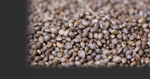 buy marijuana seedlings buy marijuana seedlings
