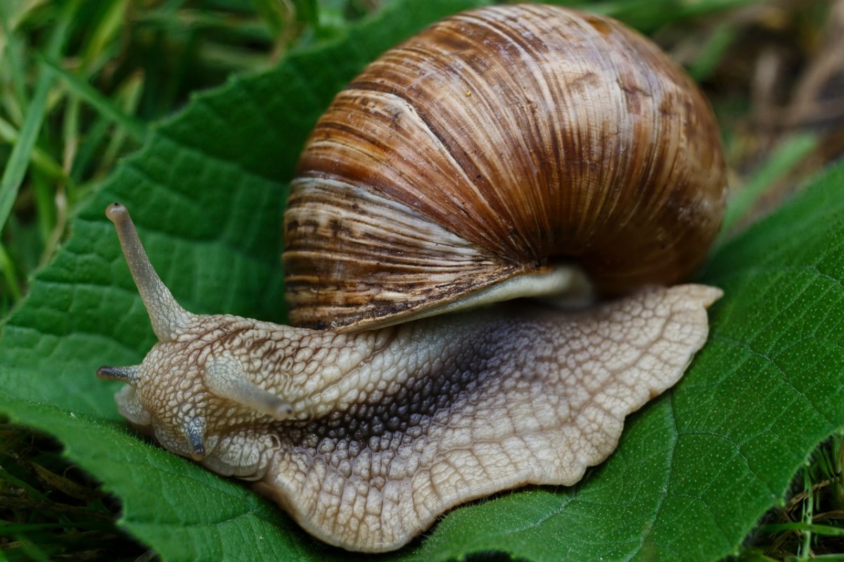 caracol