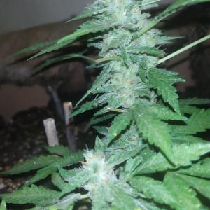 Photo of Chem-Bomb Auto by nk