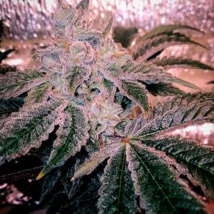 Foto di Flavio di Fast Flowering Green Crack