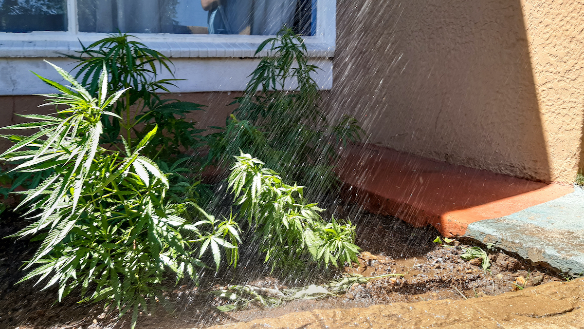 outdoor cannabis plant_1