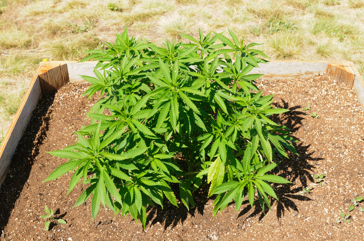 outdoor cannabis plant_3