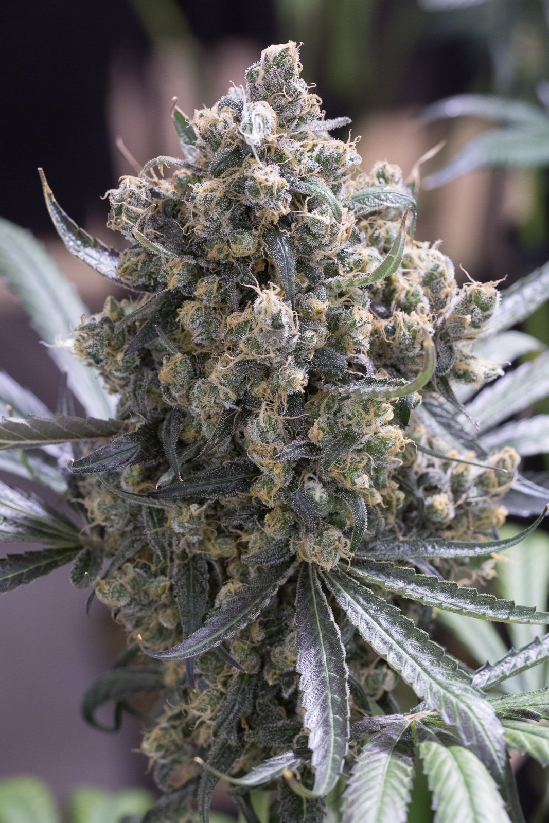 Fast Flowering Green Crack Kaufen Humboldt Seeds