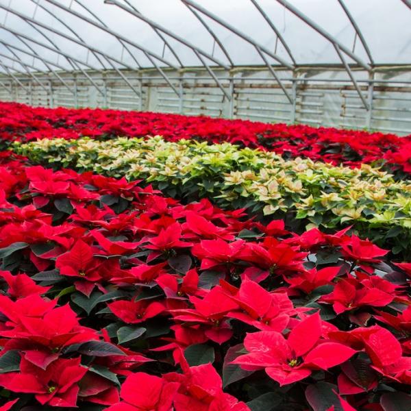 invernadero de plantas