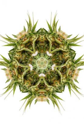 Mandala della Sour Diesel