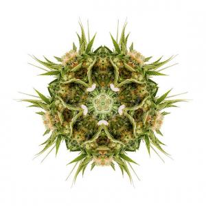 Mandala della Sour Diesel