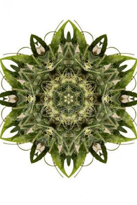 Mandala der Trainwreck
