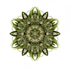 Mandala der Trainwreck