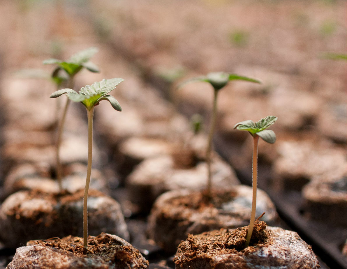 Cómo Germinar Semillas de Marihuana [Varios Métodos] Pevgrow