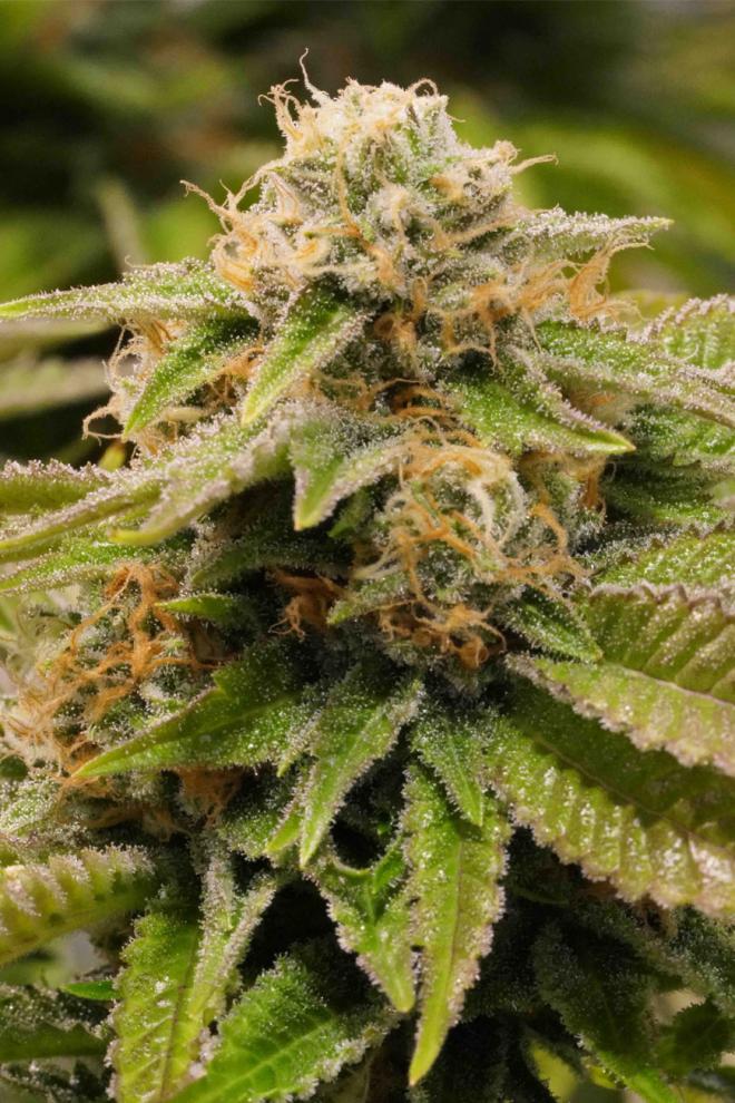 Gorilla Breath marihuana samen kaufen - Humboldt Seeds