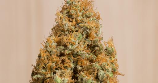 Green Crack CBD, a hybrid with an elite pedigree and a moderate