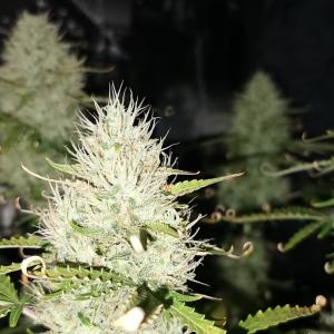 Photo of Chocolate Mint OG Auto by st.tom from afn 