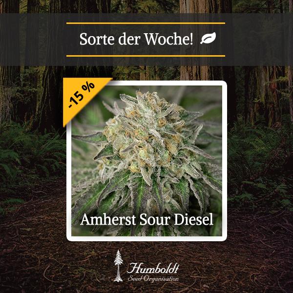 Amherst Sour Diesel HSO