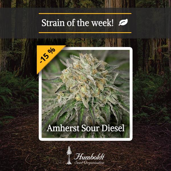 Amherst Sour Diesel HSO