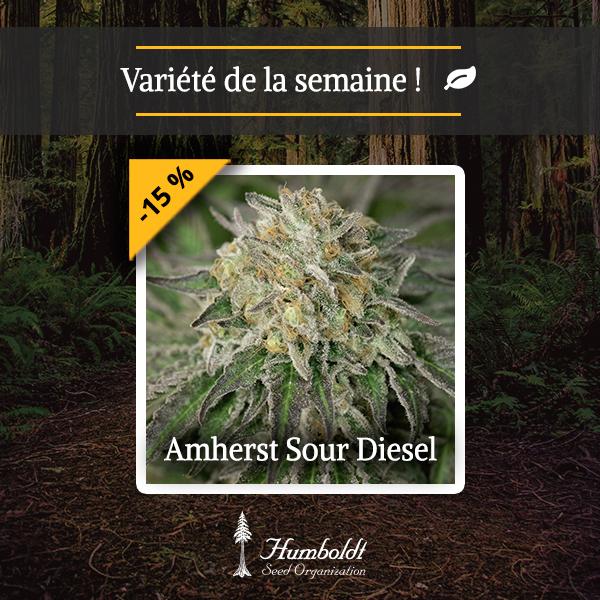 Amherst Sour Diesel HSO