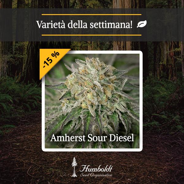 Amherst Sour Diesel HSO