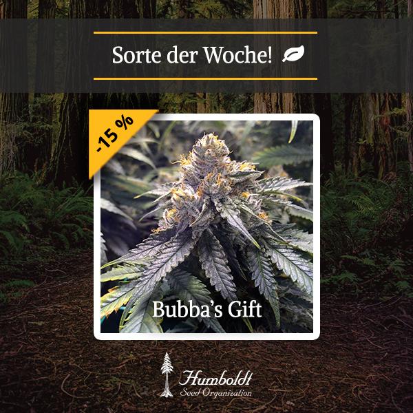 Bubba´s Gift HSO