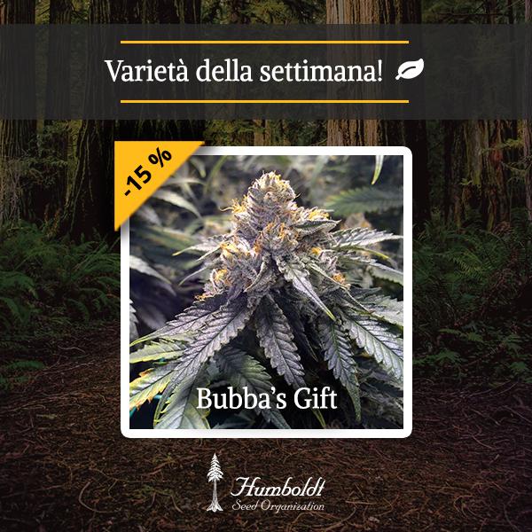 Bubba´s Gift HSO