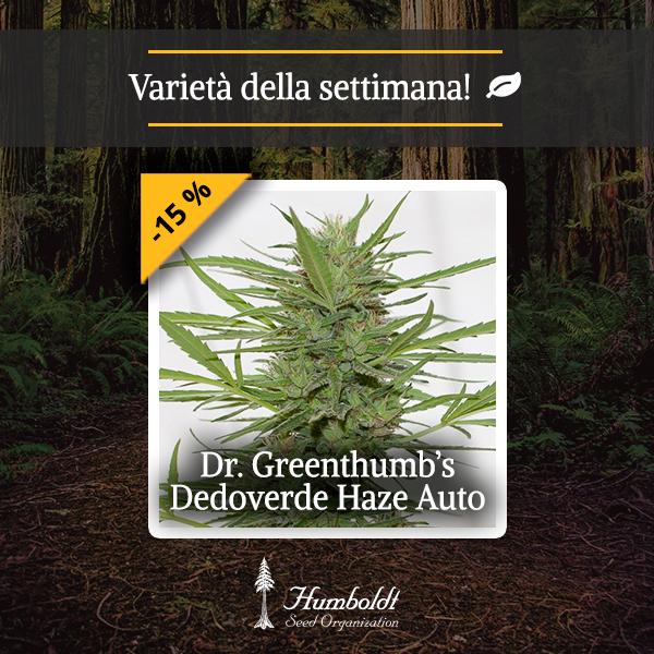 Dr. Greenthumb’s Dedoverde Haze Auto