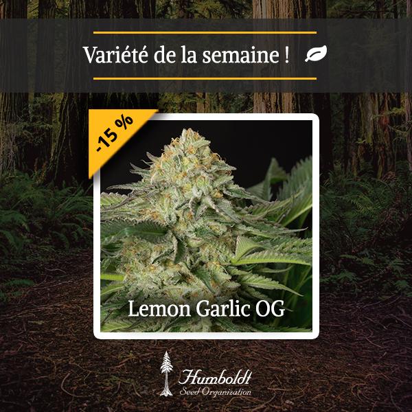 Lemon Garlic OG HSO