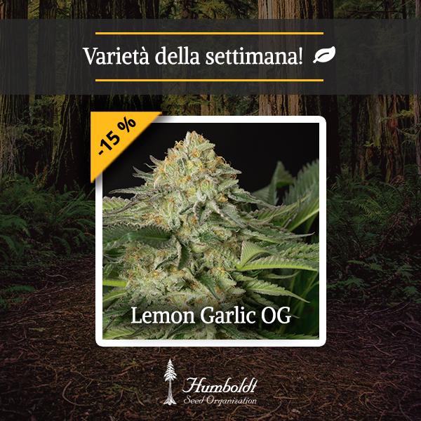 Lemon Garlic OG