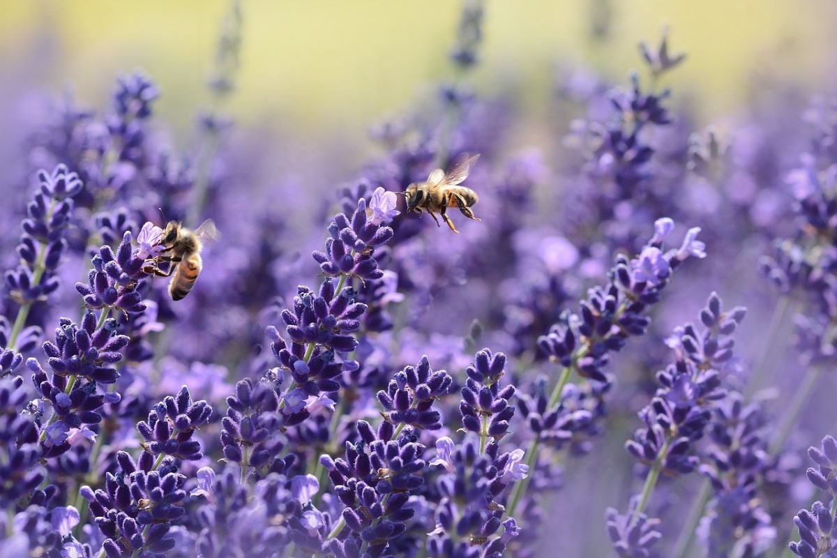 Lavanda