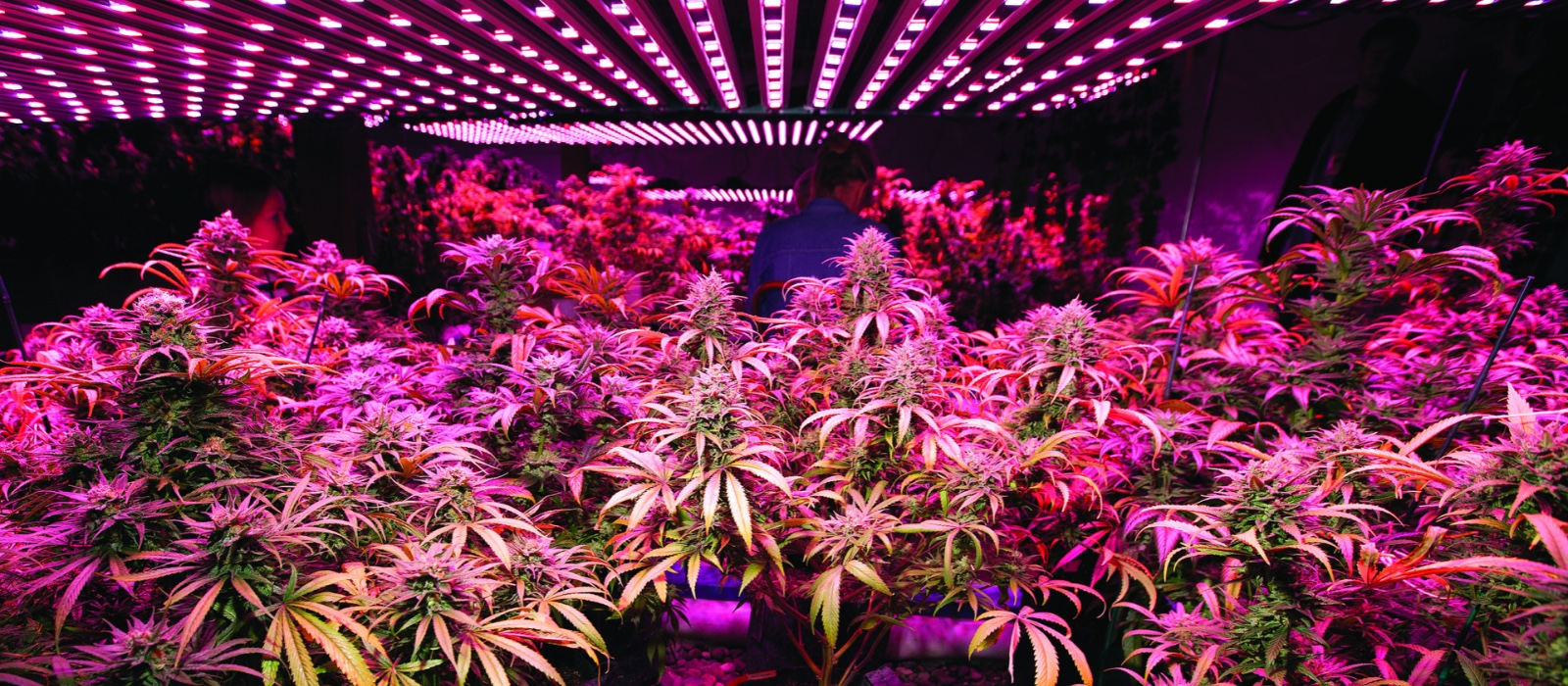 Lampes pour Culture de Cannabis : Choisir le Meilleur Éclairage Horticole