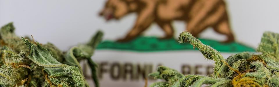 Lizenz-Ungewissheit und andere Herausforderungen für die  Marihuana-Industrie in Kalifornien - Humboldt Seeds