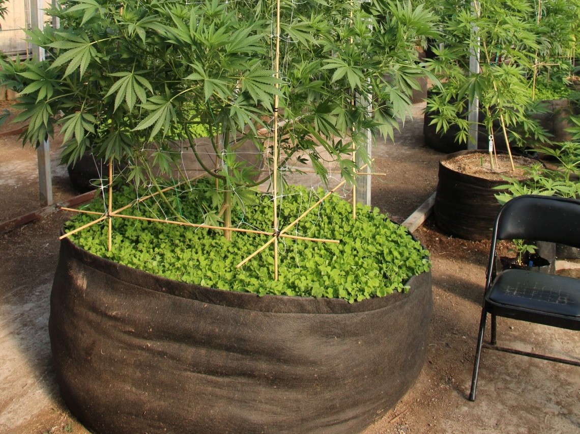 Outdoor cannabis growing: Pots, Grow Bags or directly in the soil