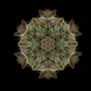 Mandala der Bubba Kush