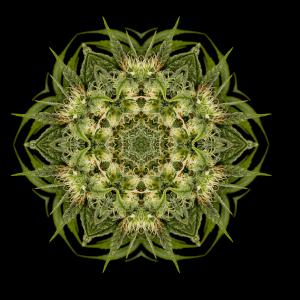 Mandala de Lemon Juice Express