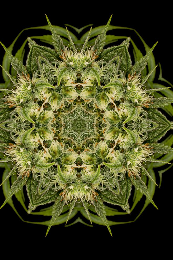 Mandala de Lemon Juice Express