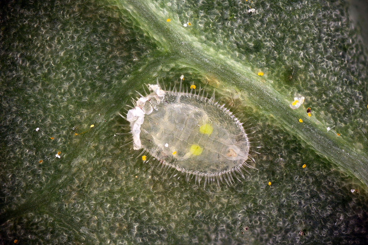 Larva de mosca blanca