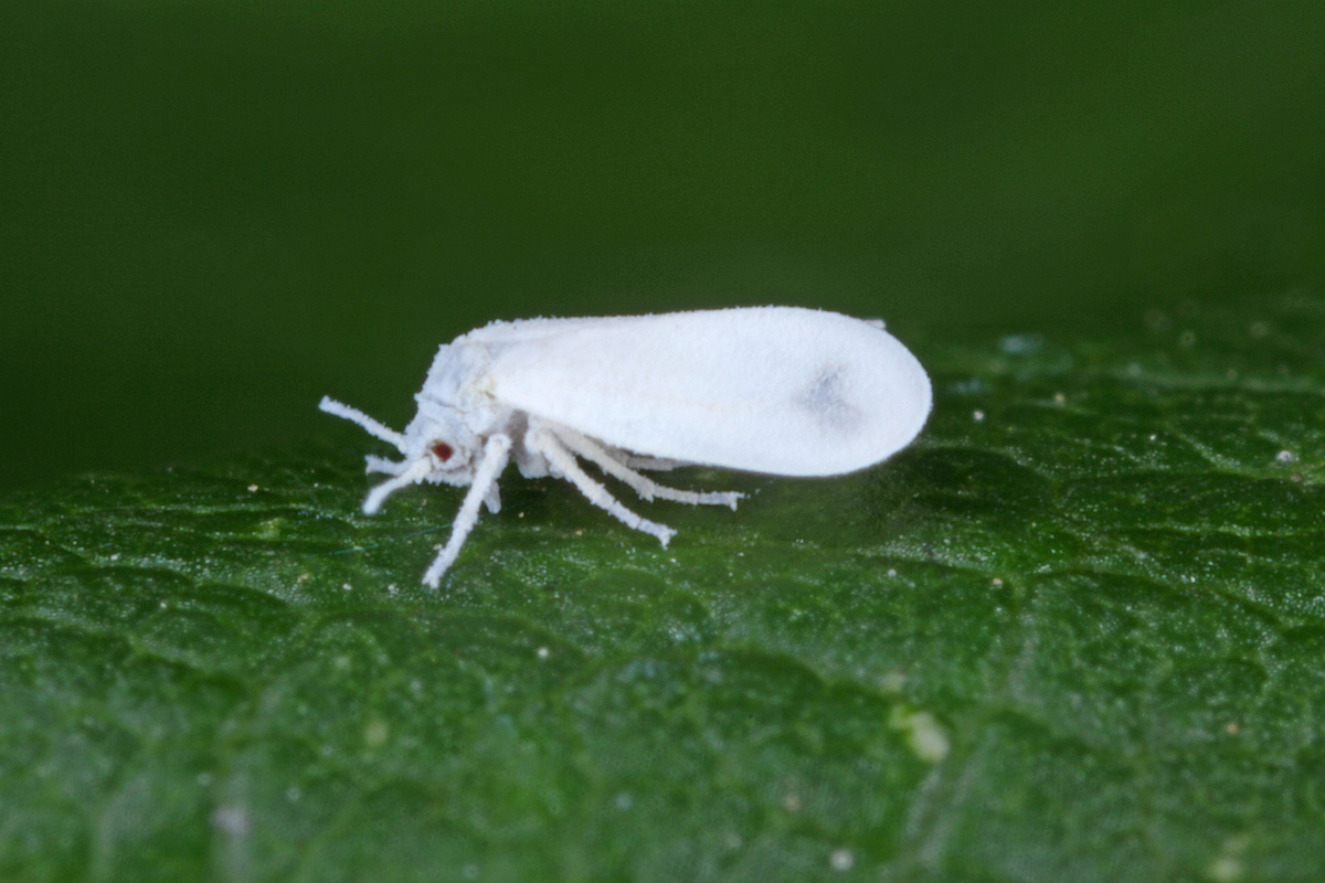 Mosca blanca