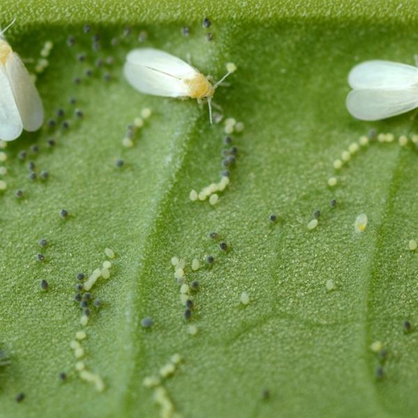 Melaza de mosca blanca