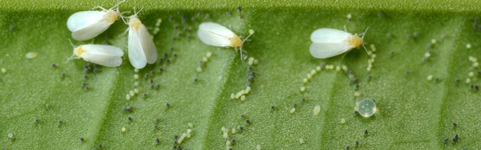 Huevos de mosca blanca