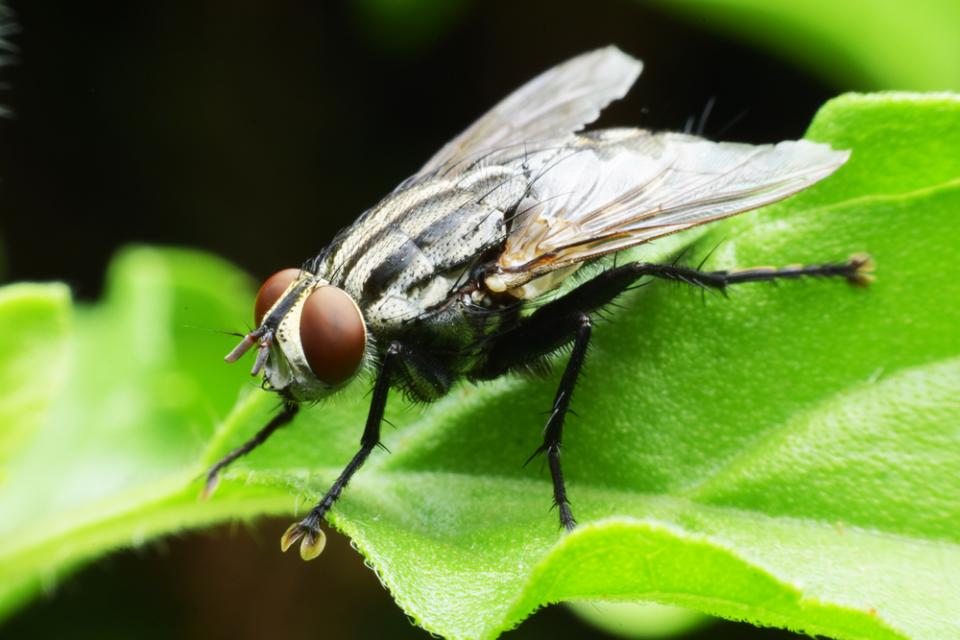 Mouche de terreau - Proposez vos guides / tutos - CannaWeed