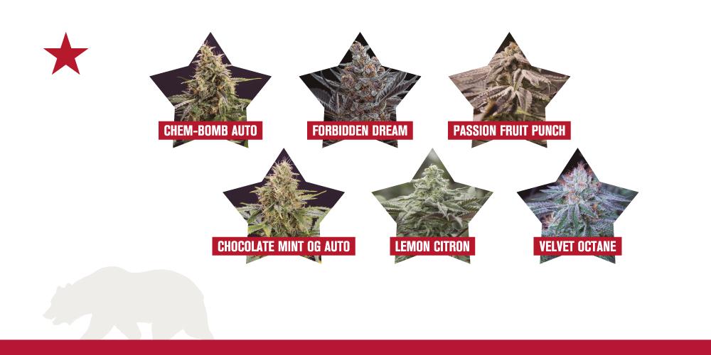 New strains spring 2020