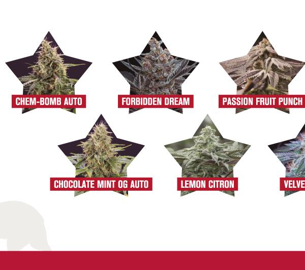 New strains spring 2020