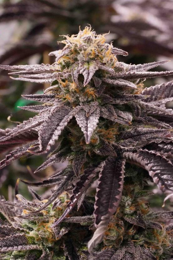 Lemon Kush Headband our unique organic Lemon Kush Humboldt Seed