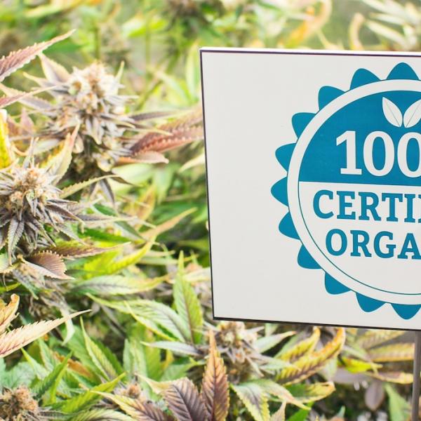 Cultivo de cannabis orgánico