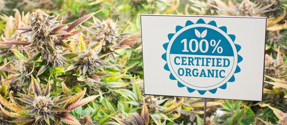 Cultivo de cannabis orgánico