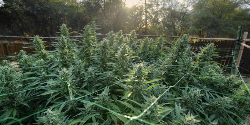 Ideal temperature for cultivating plant cannabis auto outdoor