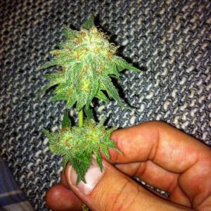 Foto por Federikush de Pineapple Skunk