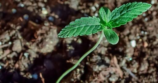 buy marijuana seedlings buy marijuana seedlings