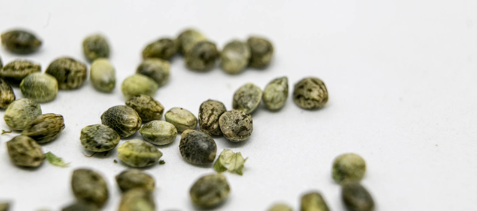 Todo lo que necesitas saber sobre las marihuana regulares y el de plantas - Humboldt Seeds