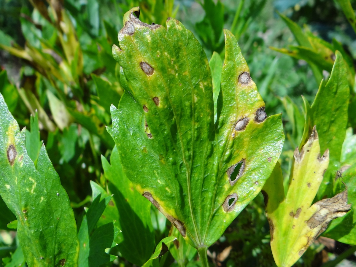 septoria de la hoja